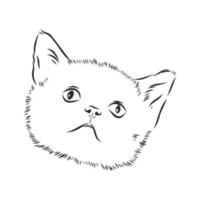 cat vector sketch