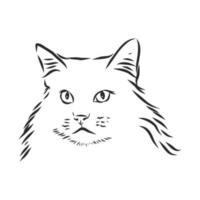 cat vector sketch