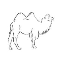 camel vector sketch