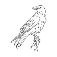 crow vector sketch