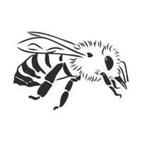 bee vector sketch