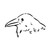 crow vector sketch