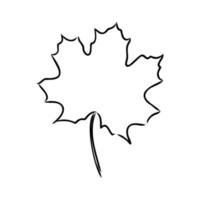 maple leaf vector sketch