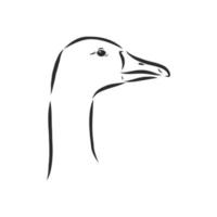 goose vector sketch