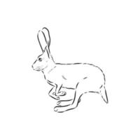 hare vector sketch