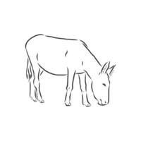 dibujo vectorial de burro vector