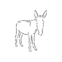 dibujo vectorial de burro vector