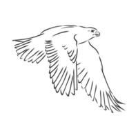 hawk falcon eagle vector sketch