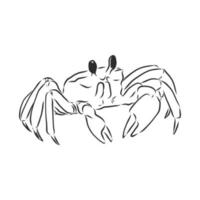 crab vector sketch