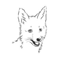 fox vector sketch