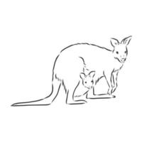 kangaroo vector sketch