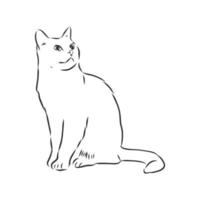 bosquejo del vector del gato