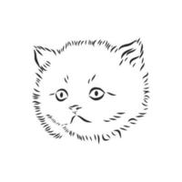 cat vector sketch