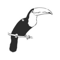 toucan vector sketch