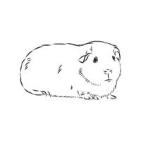 guinea pig vector sketch