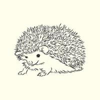 hedgehog vector sketch