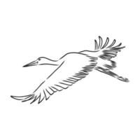 stork vector sketch