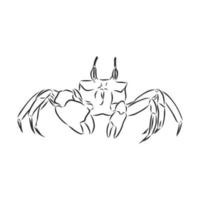 crab vector sketch