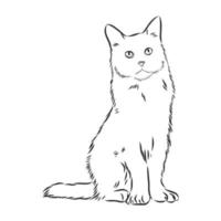 cat vector sketch