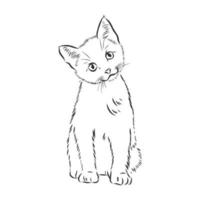 cat vector sketch