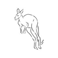 kangaroo vector sketch