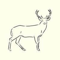 deer vector sketch