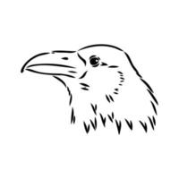 crow vector sketch