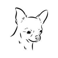 chihuahua vector sketch