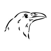 crow vector sketch