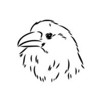 crow vector sketch