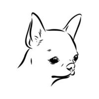 dibujo vectorial chihuahua vector