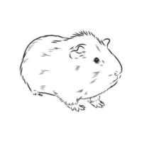 guinea pig vector sketch