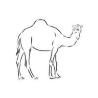 dibujo vectorial de camello vector