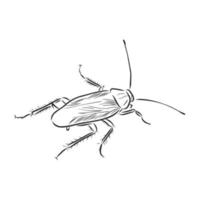 dibujo vectorial de cucaracha vector