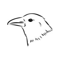 crow vector sketch