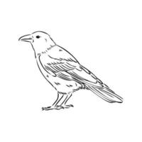 crow vector sketch