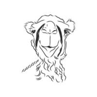 camel vector sketch