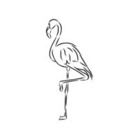 flamingo vector sketch