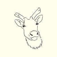 deer vector sketch