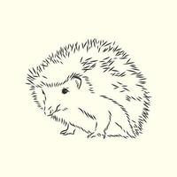 hedgehog vector sketch