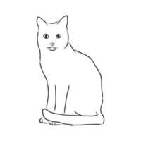 cat vector sketch