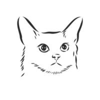 cat vector sketch