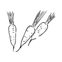 carrot vector sketch