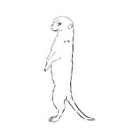 meerkat vector sketch