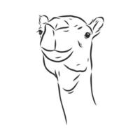 camel vector sketch