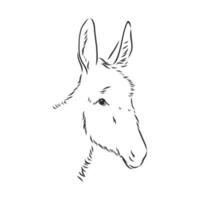 dibujo vectorial de burro vector