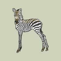 zebra vector sketch