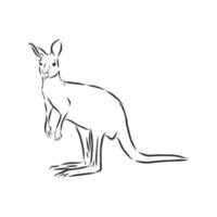 kangaroo vector sketch