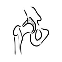 hip joint vector sketch