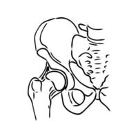 hip joint vector sketch